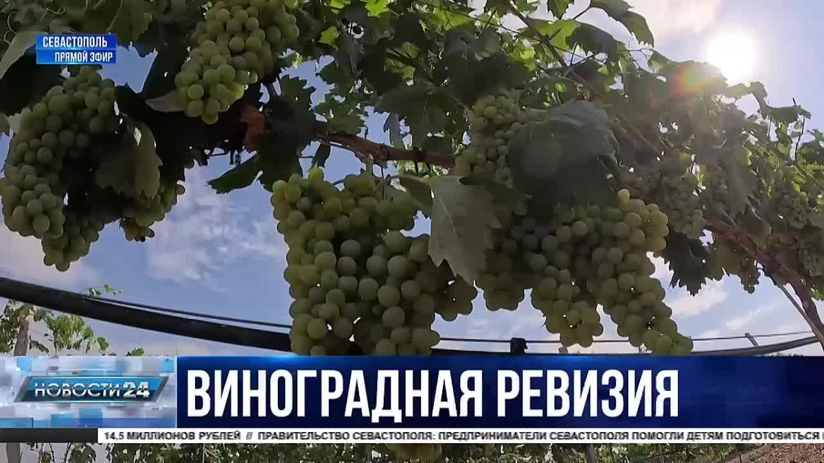 Ревизия на полуострове: инспекторы Россельхознадзора проверили миллион виноградных кустов в Крыму и Севастополе