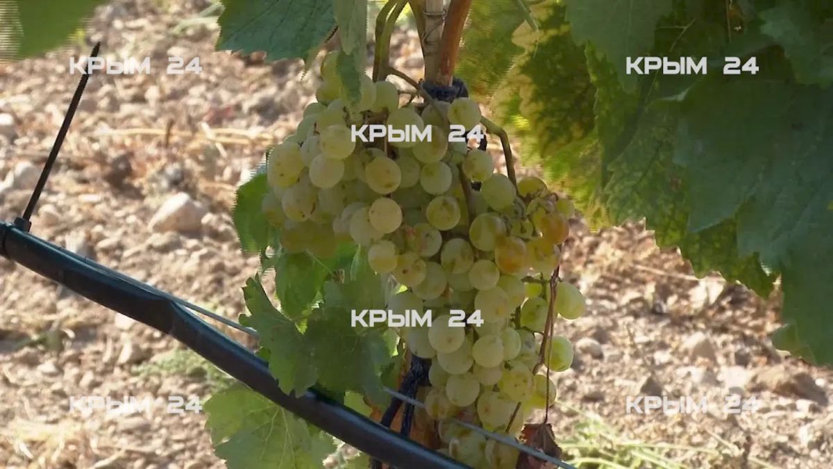 До конца года в Крыму проверят 190 виноградарских хозяйств