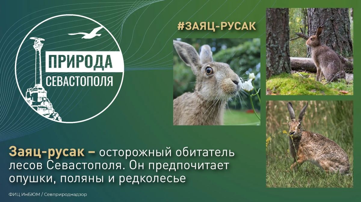 #ПриродаСевастополя. Люди редко могут запечатлеть зайцев в дикой природе, так как их длинные уши — это не просто красота, а мощный радар
