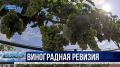 Ревизия на полуострове: инспекторы Россельхознадзора проверили миллион виноградных кустов в Крыму и Севастополе