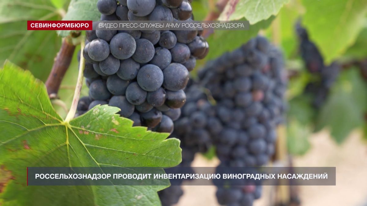 Россельхознадзор проводит инвентаризацию виноградных насаждений