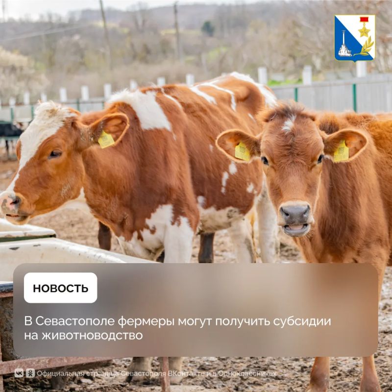 Севастопольские животноводы могут получить господдержку