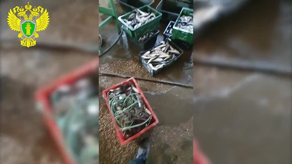 В Севастополе четверо мужчин незаконно выловили 10 тысяч кефали почти на семь млн рублей