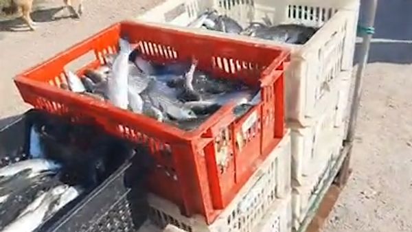 В Севастополе браконьеры незаконно наловили кефали на 6,9 млн - приговор