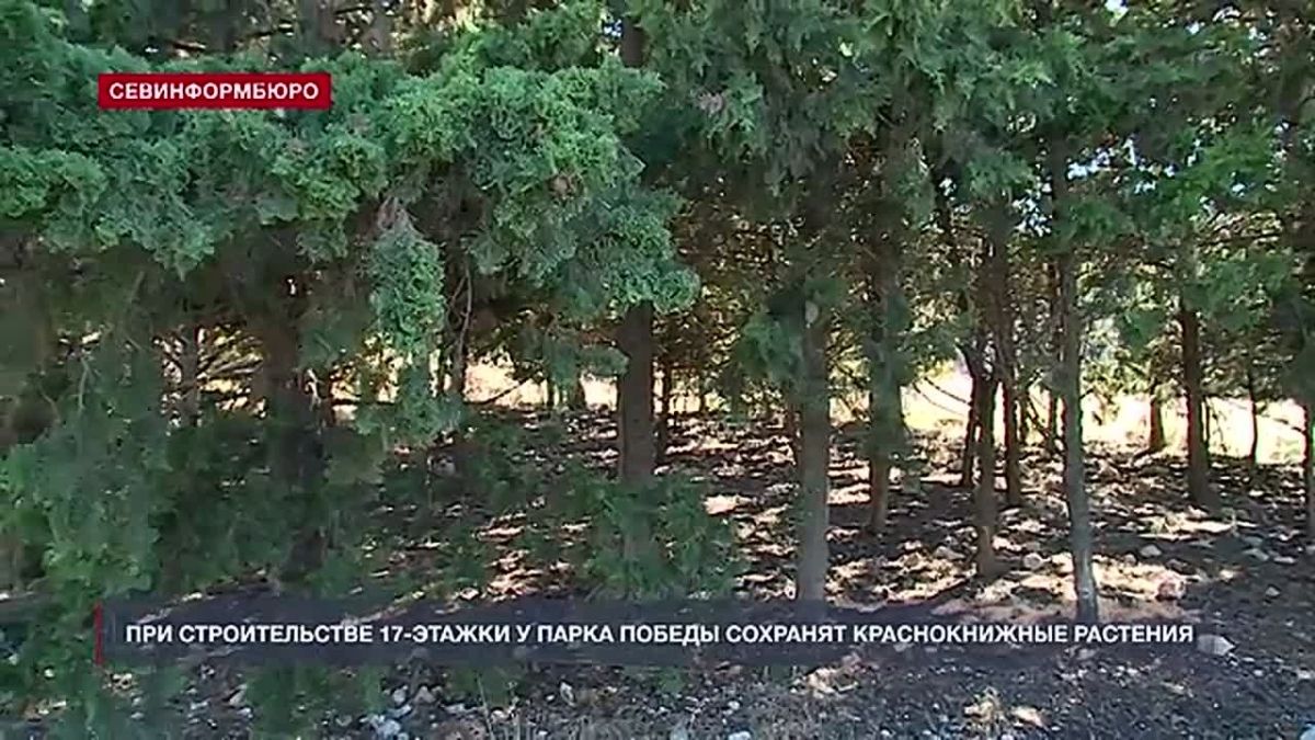 При строительстве 17-этажки у парка Победы сохранят краснокнижные растения