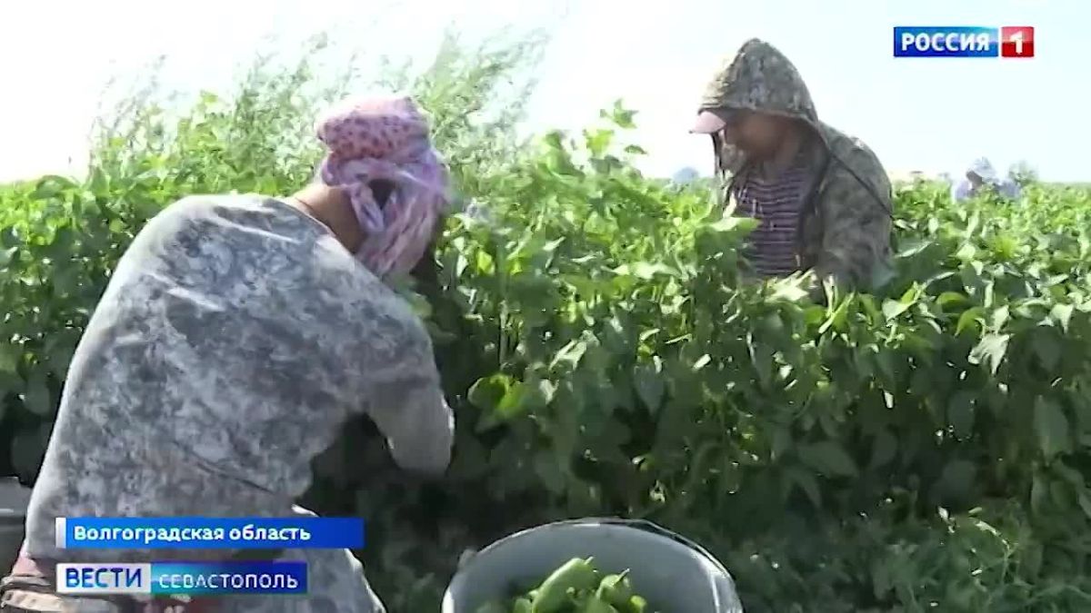 Острый, жгучий, полезный. Всё это про перец халапеньо
