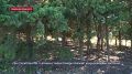 При строительстве 17-этажки у парка Победы сохранят краснокнижные растения