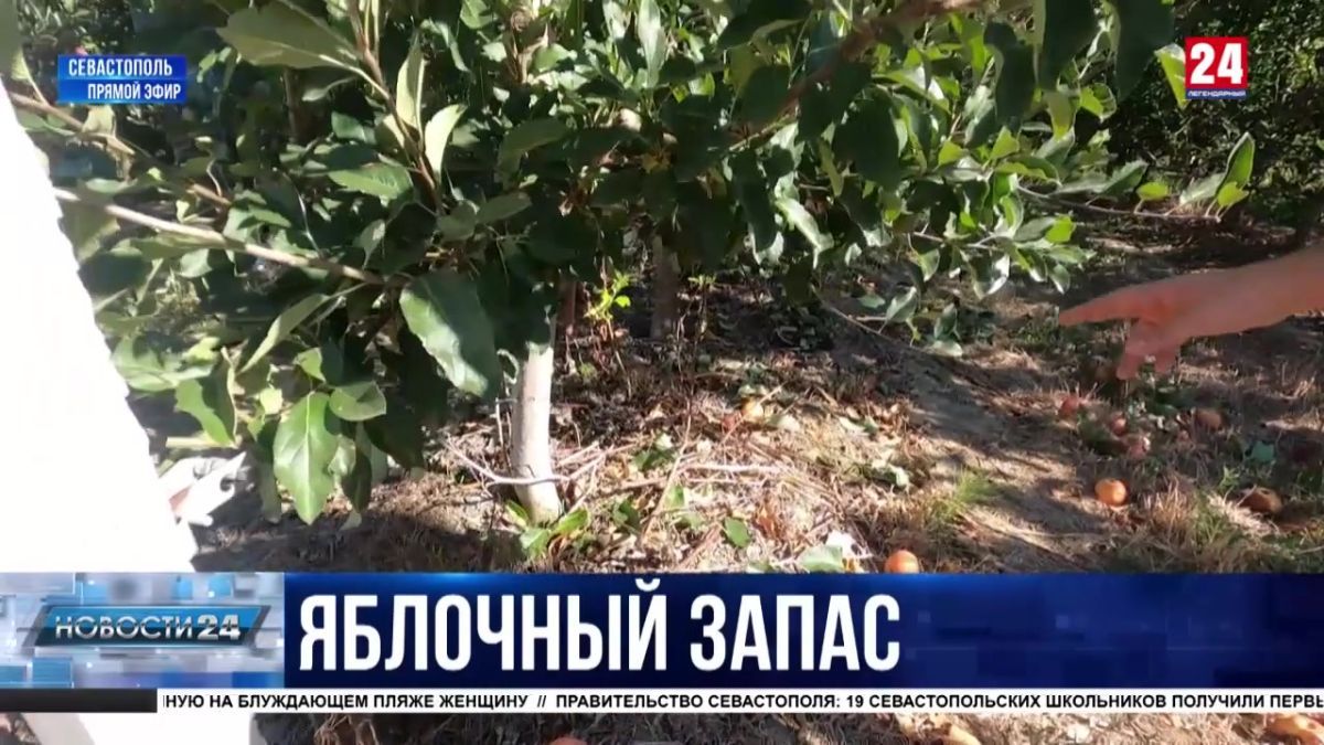 Сезон сбора яблок стартовал в Севастополе