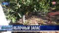 Сезон сбора яблок стартовал в Севастополе