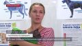 Как молодые ветеринары начинают карьеру в Севастополе?
