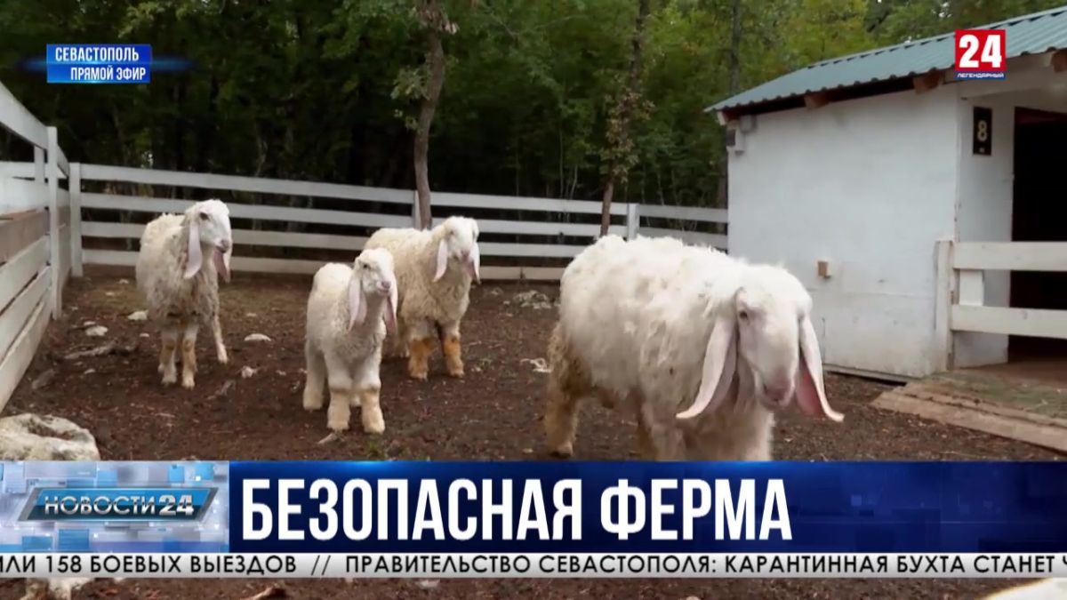 Сотрудники ветеринарного центра провели плановую эпизоотическую обработку на одной из ферм Севастополя