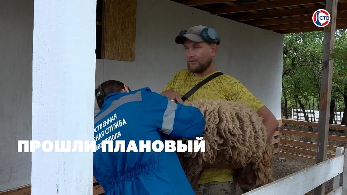 Имущество шести севастопольских предприятий, владельцы которых помогали ВСУ, перейдет в казну города