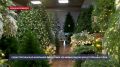 Севастопольская компания выпустила 100 новых видов искусственных ёлок