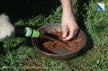 50 тысяч саженцев высадят в лесах Севастополя