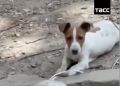 Щенок ценой своей жизни спас бойцов в зоне СВО