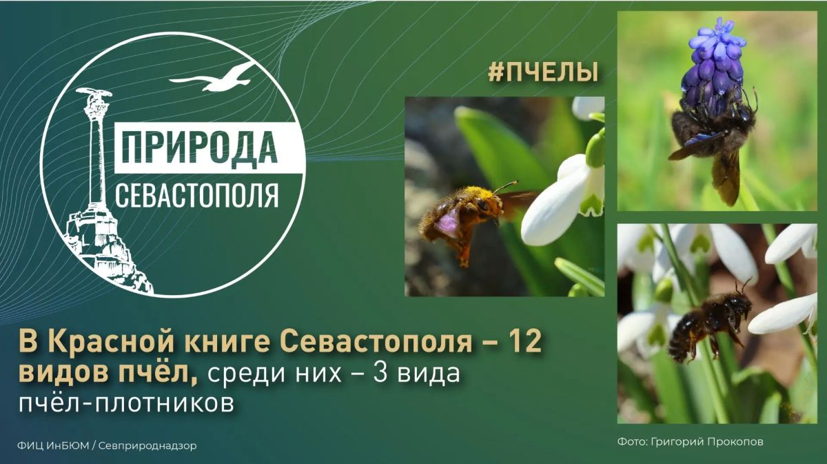 #ПриродаСевастополя. В Красную книгу Севастополя занесено 12 видов пчёл, среди них – три вида пчёл-плотников