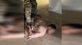 На Кубани ОПГ вымогала деньги у предпринимателей