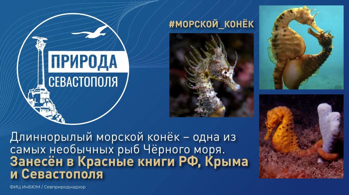 #ПриродаСевастополя. Как и все морские коньки, а их известно до 57 видов, черноморский или длиннорылый морской конёк по форме тела напоминает одноимённую шахматную фигуру, его ни с кем из рыб нельзя спутать