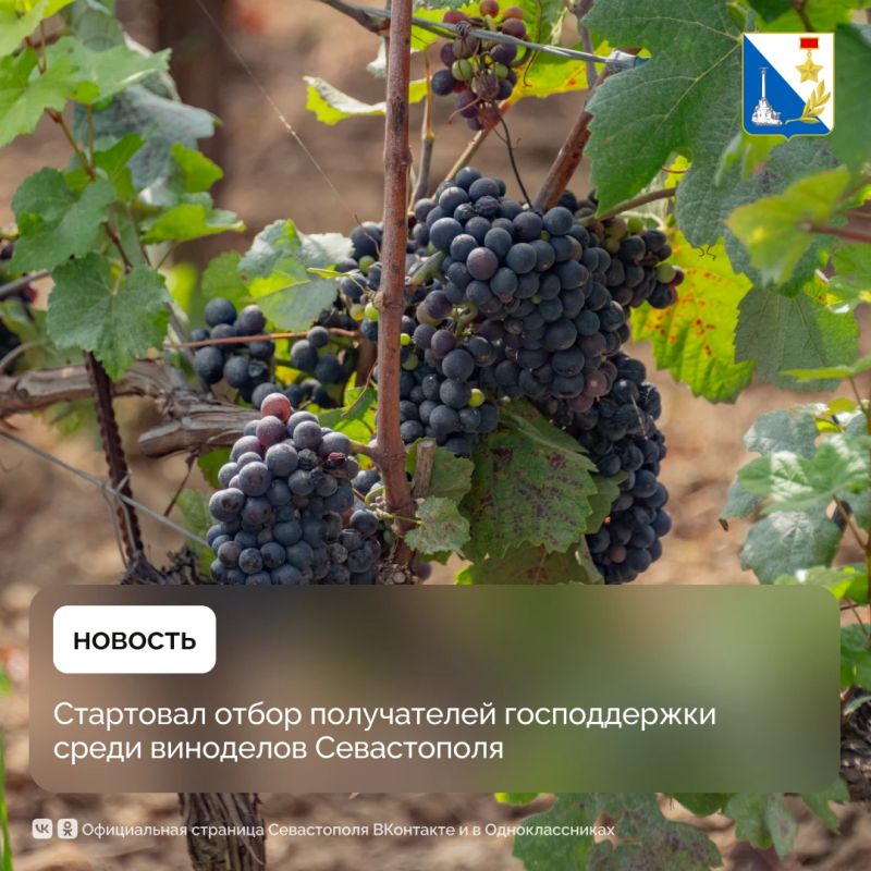 Севастопольские виноградари и виноделы могут подать заявки на господдержку