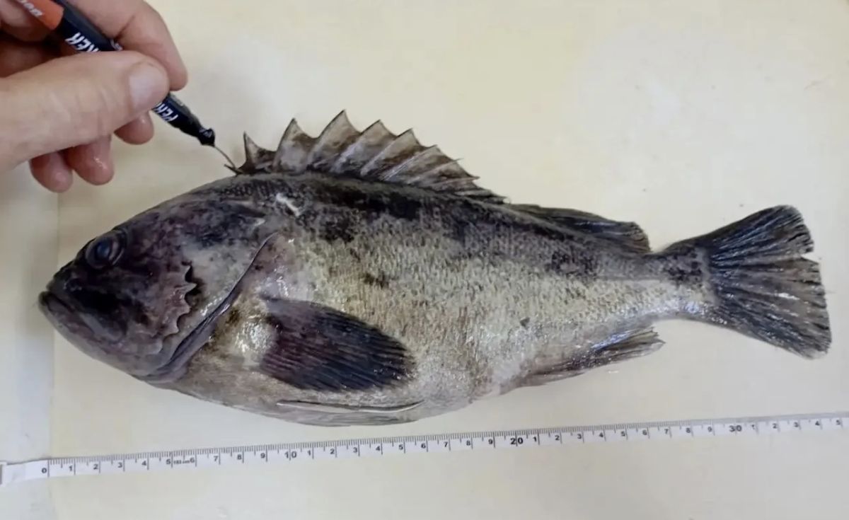 Учёные следят за корейским окунем в Чёрном море