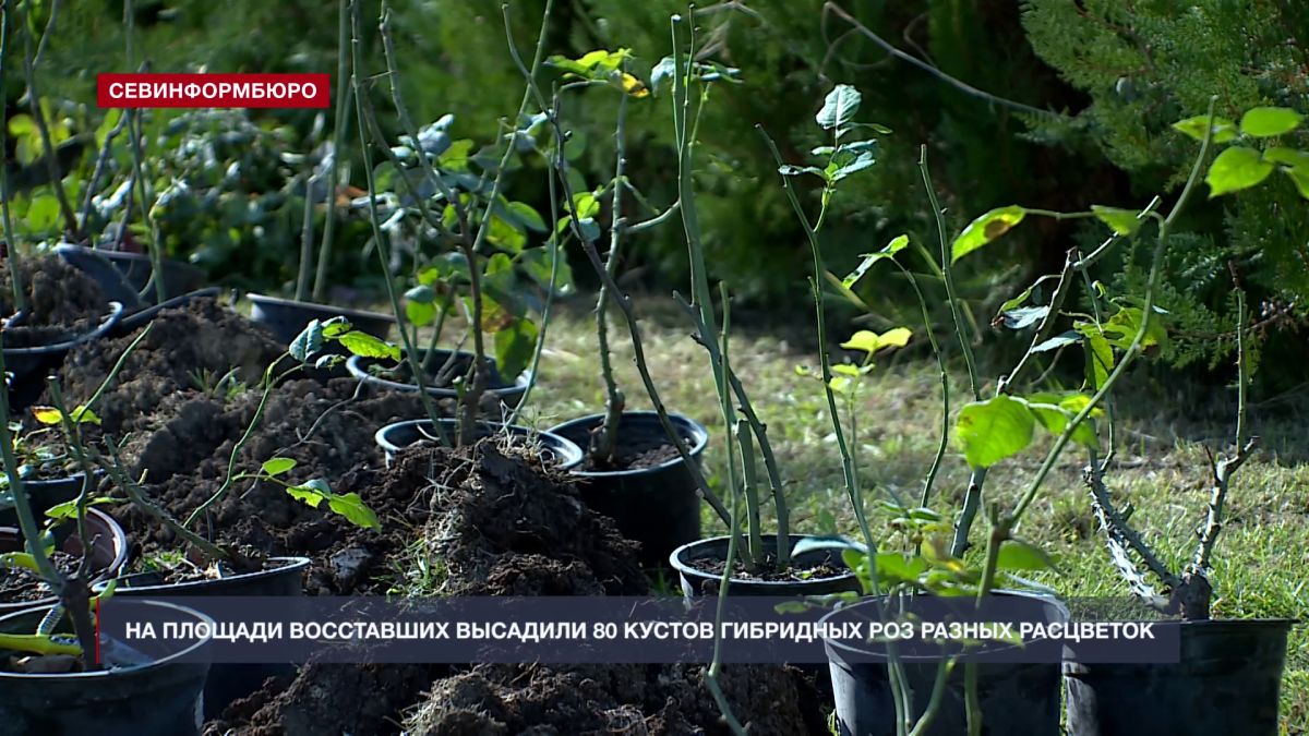На площади Восставших высадили 80 кустов гибридных роз разных расцветок и 25 туй