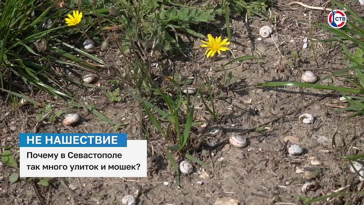 Почему в Севастополе стало больше улиток и мошек? Севастопольцы заметили большое количество улиток и мошек. Специалисты успокаивают – это сезонное явление, которое не представляет угрозы для человека