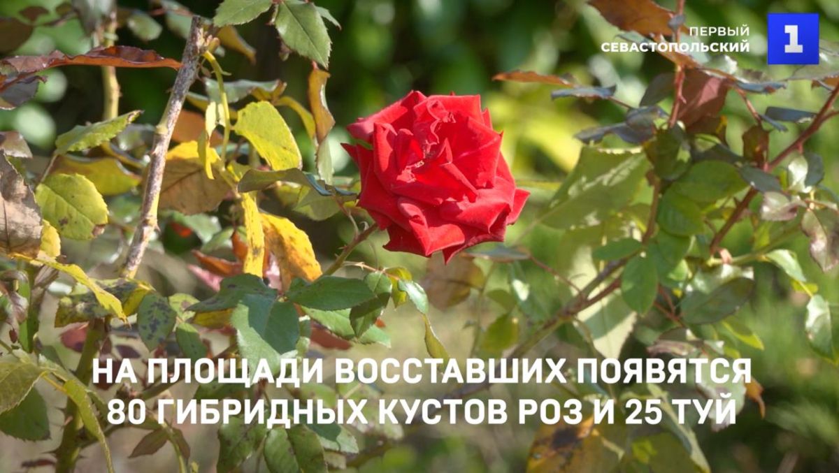 80 кустов гибридных роз разных расцветок и 25 восточных туй появятся на площади Восставших в Севастополе