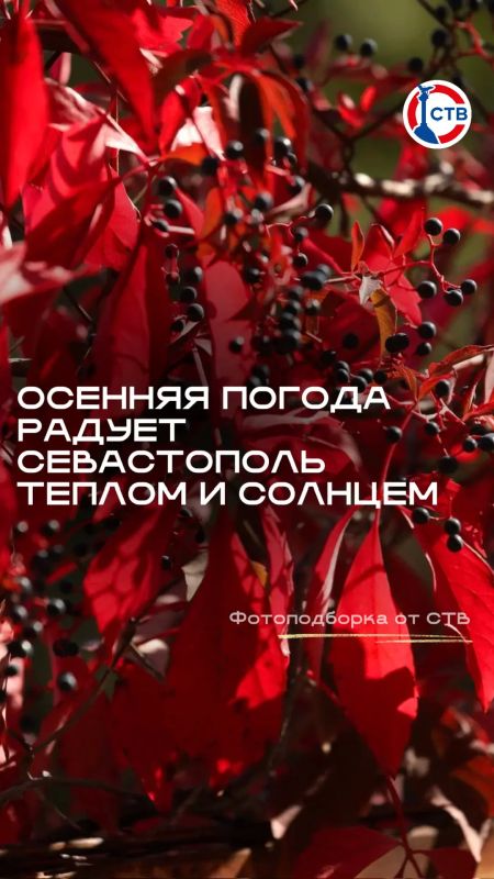 Октябрь радует теплом: в Севастополе продолжаются солнечные выходные!