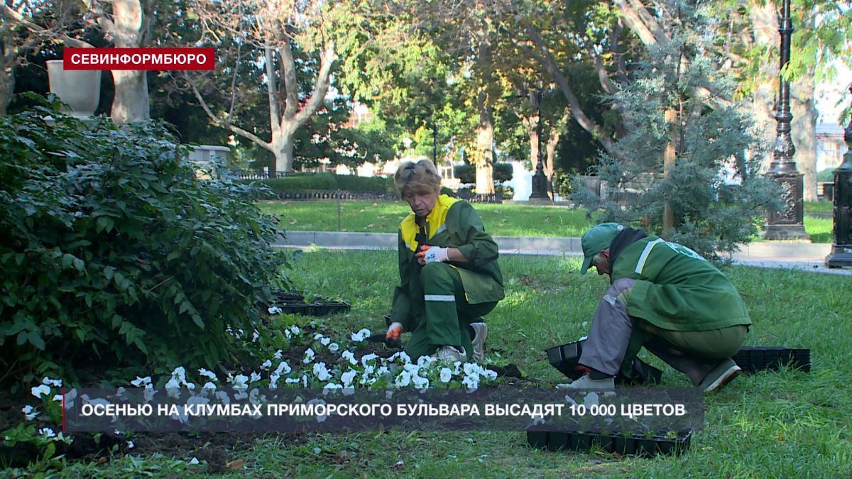 Осенью на клумбах Приморского бульвара высадят 10 000 цветов