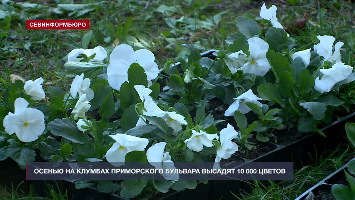 Осенью на клумбах Приморского бульвара высадят 10 000 цветов