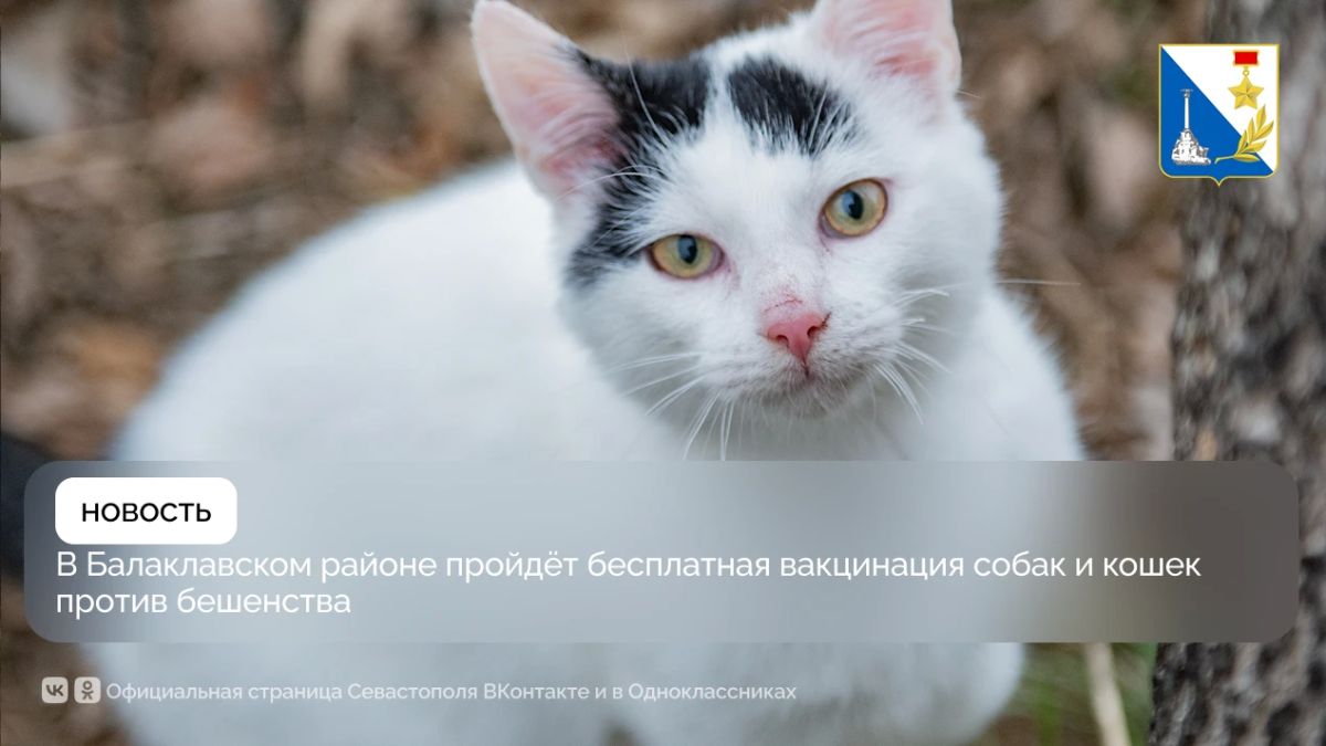 В конце этой недели в Севастополе можно будет бесплатно привить питомца от бешенства