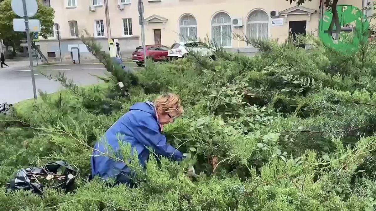 В скверах Севастополя высадили юкку и привели в порядок можжевельник