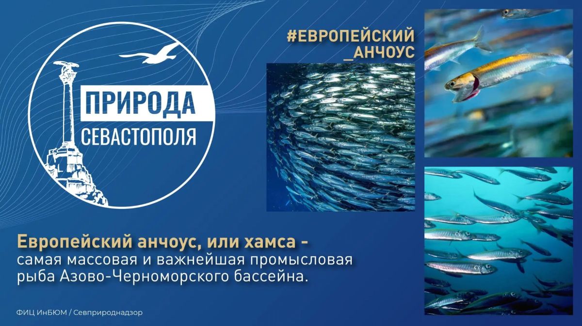 #ПриродаСевастополя. Европейский анчоус, или хамса