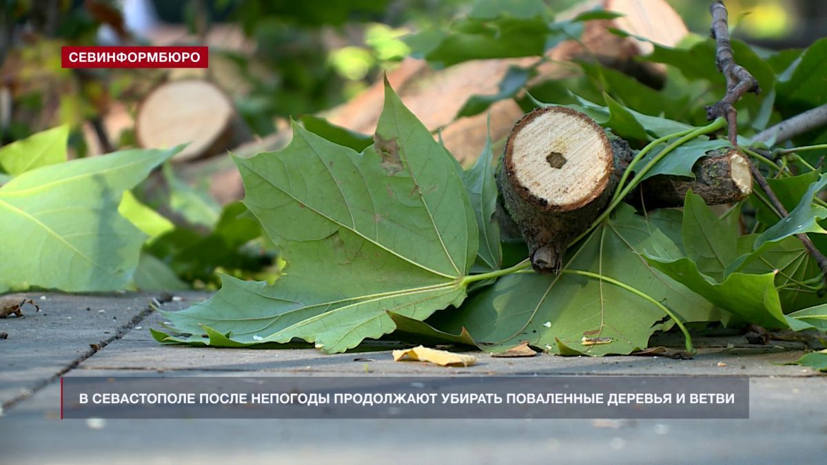В Севастополе после непогоды продолжают убирать поваленные деревья и ветви