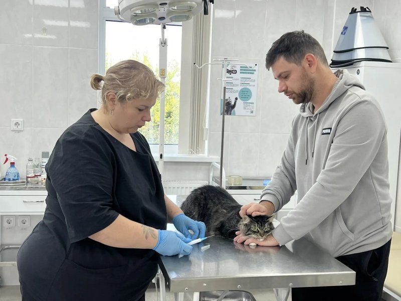 Севастопольские ветеринары составили список безопасной домашней аптечки для питомцев