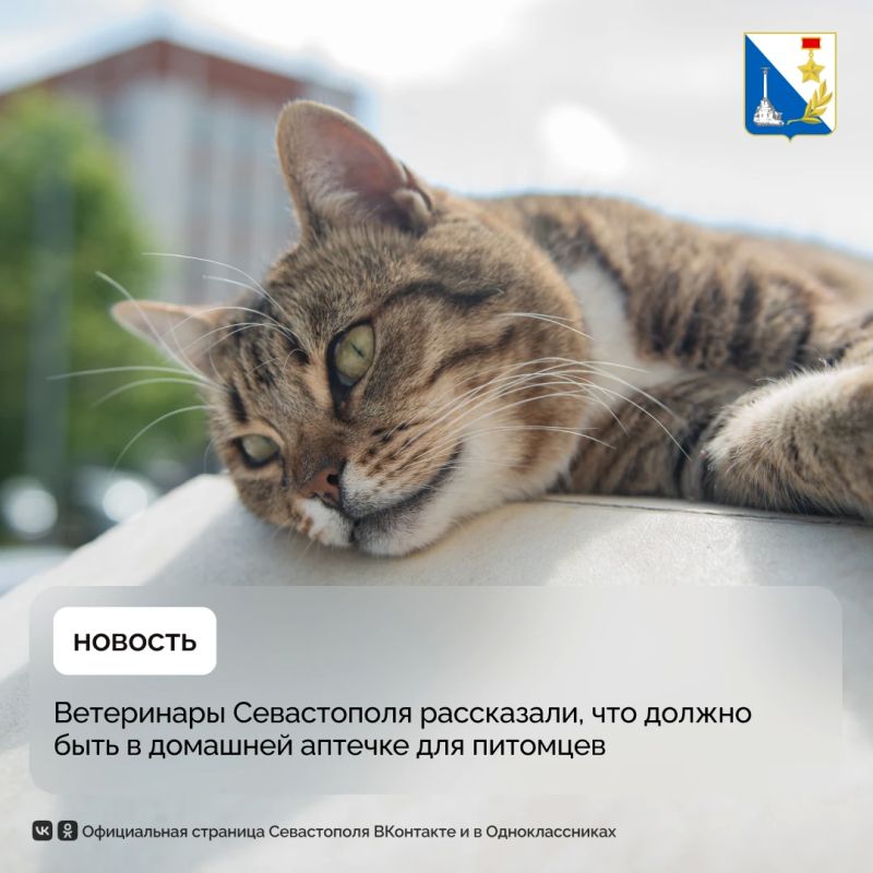 Безопасная аптечка для питомцев — список от севастопольских ветеринаров