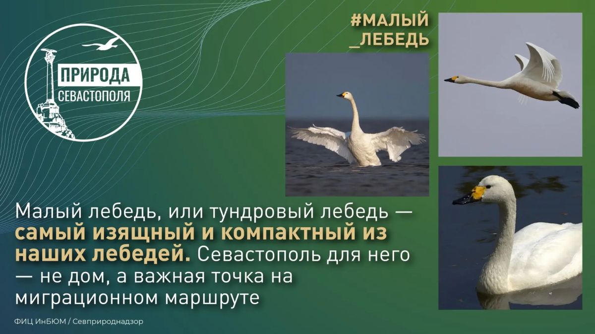 #ПриродаСевастополя. Малый лебедь, или тундровый лебедь (Cygnus bewickii) — самый изящный и компактный из наших лебедей