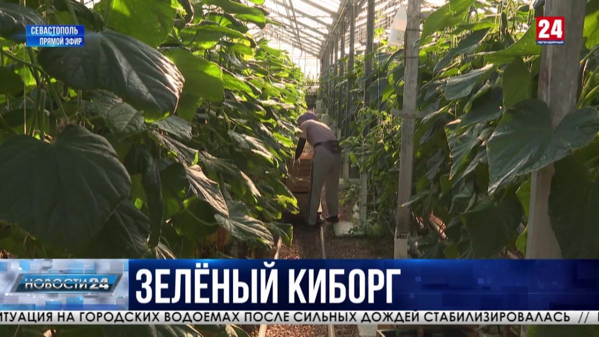 На развитие сельскохозяйственной отрасли в Севастополе направили миллиард рублей