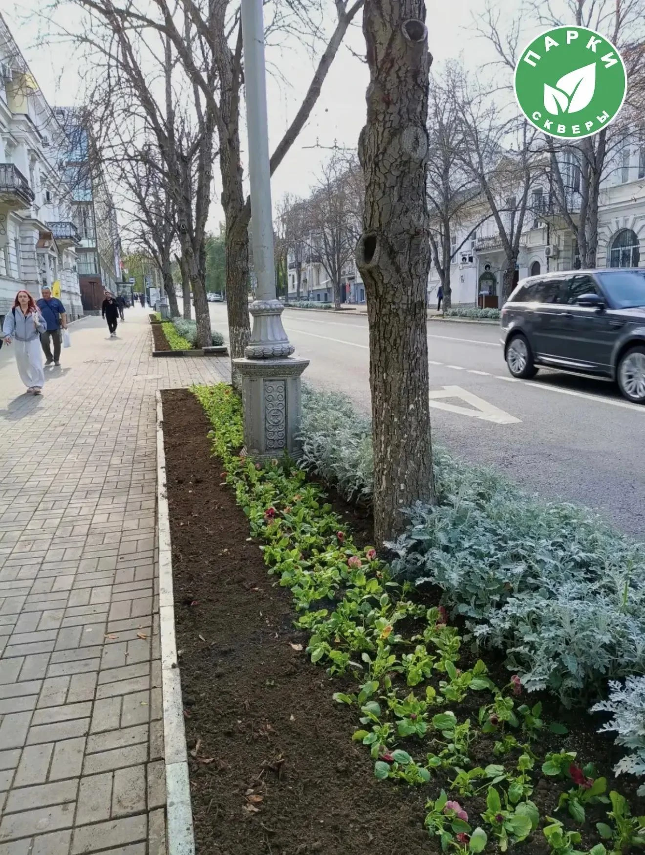 На улице Ленина высаживают около двух тысяч виол